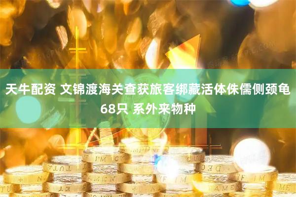 天牛配资 文锦渡海关查获旅客绑藏活体侏儒侧颈龟68只 系外来物种